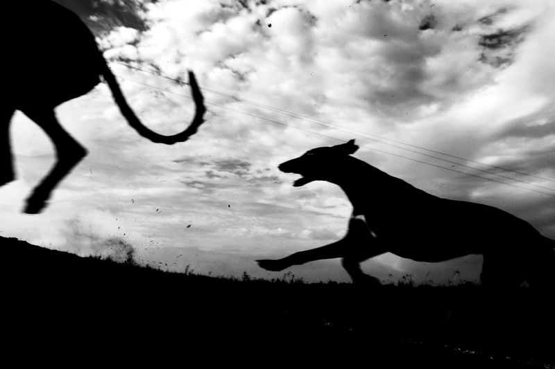 © Antonio González Caro - Image from the hunting shadows photography project