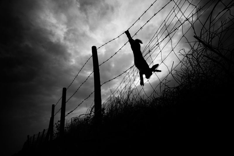 © Antonio González Caro - Image from the hunting shadows photography project