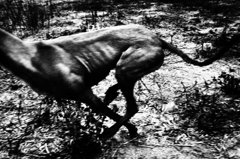 © Antonio González Caro - Image from the hunting shadows photography project