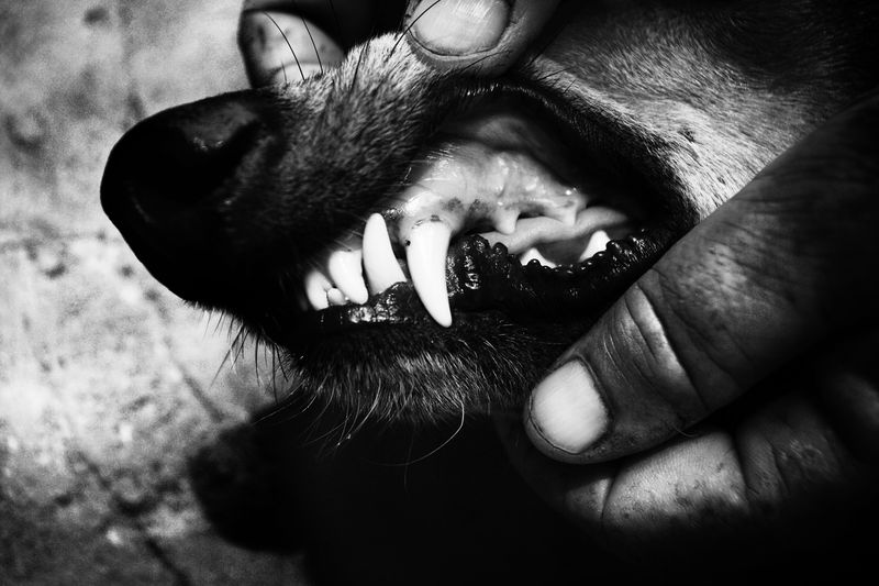 © Antonio González Caro - Image from the hunting shadows photography project