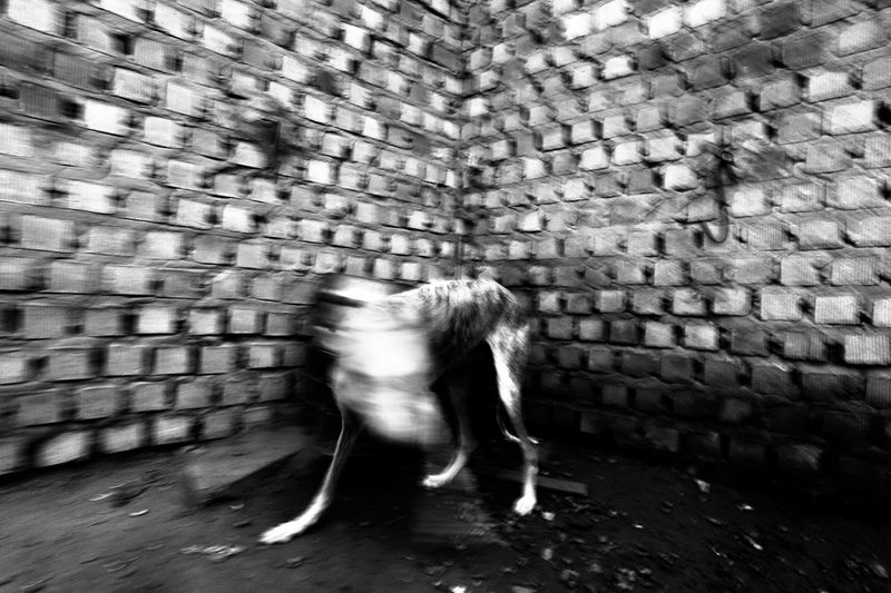 © Antonio González Caro - Image from the hunting shadows photography project