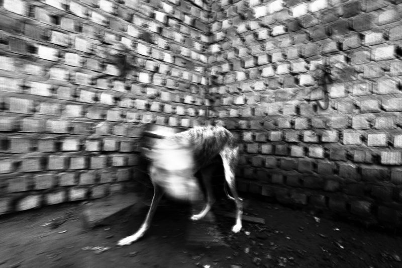 © Antonio González Caro - Image from the hunting shadows photography project