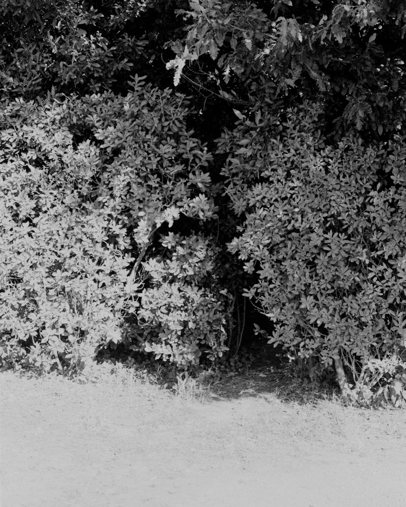 © Michael Swann - Image from the Noema photography project