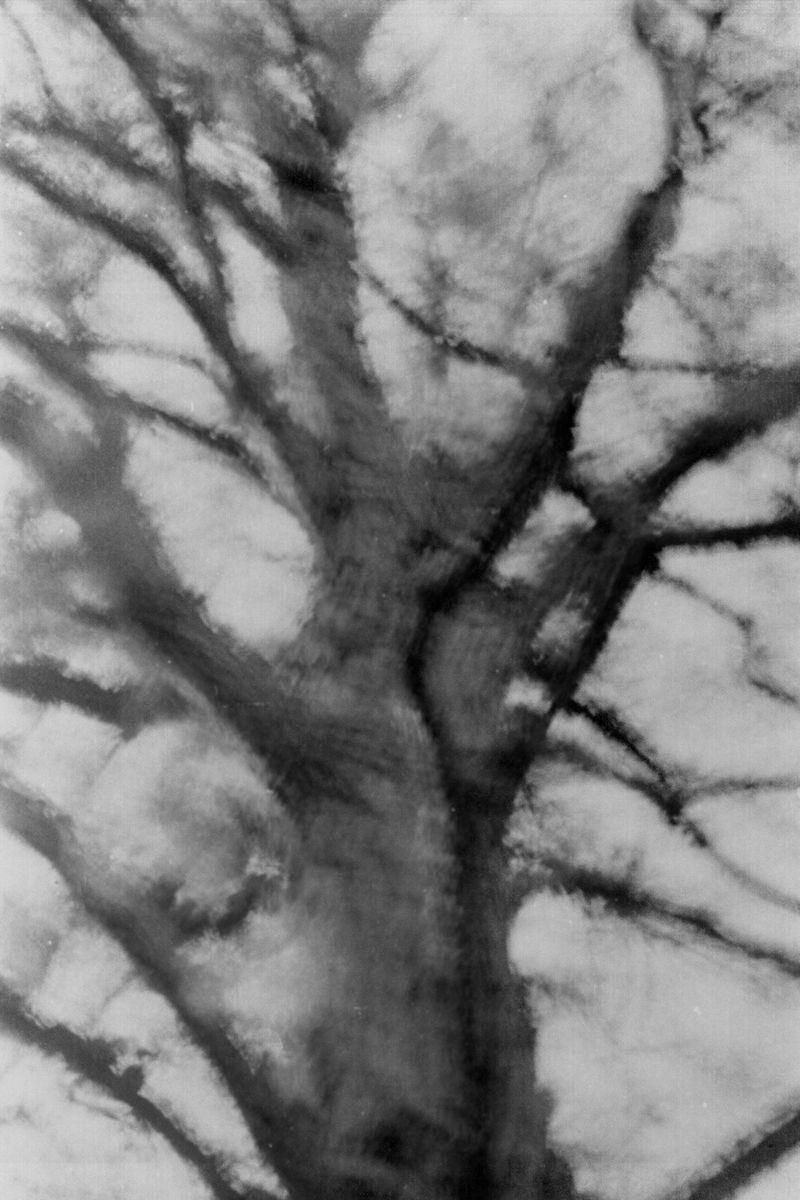 © Michael Swann - Image from the Noema photography project