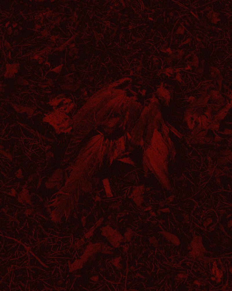 © Michael Swann - Image from the Noema photography project