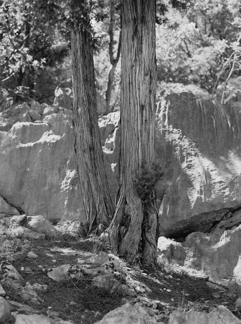 © Michael Swann - Image from the Noema photography project