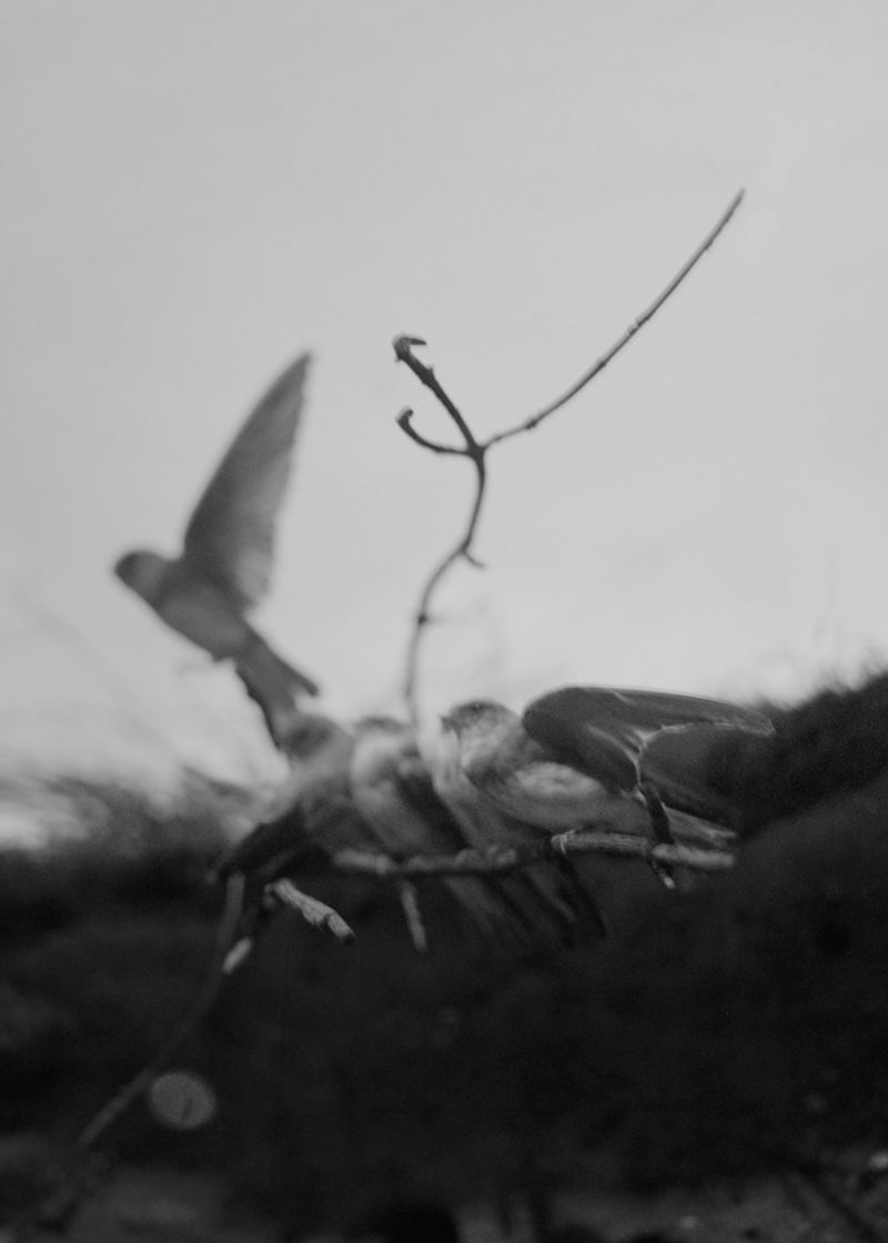 © Michael Swann - Image from the An Ascension photography project