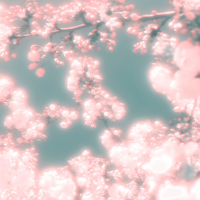 © Isis Ascobereta - Image from the Myriad photography project