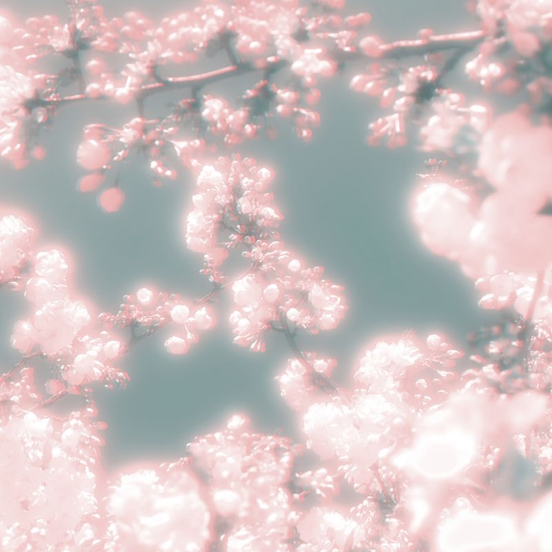 © Isis Ascobereta - Image from the Myriad photography project