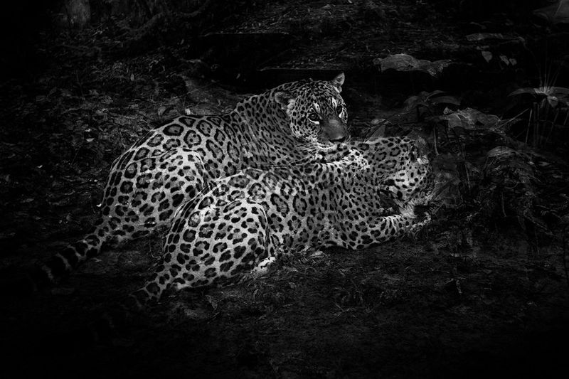 © Nicolas Janowski - Jaguar. Iquitos, Loreto region. Peru. The Amazons. 2012.