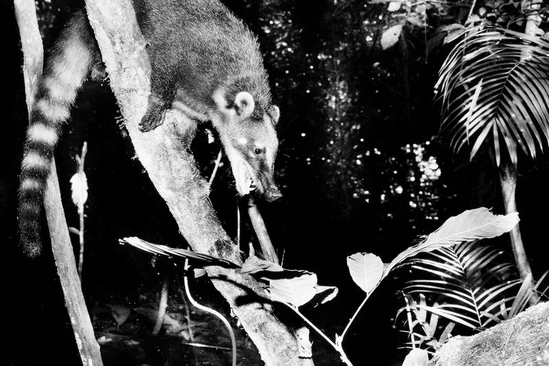 © Nicolas Janowski - Napo Region. Ecuador. The Amazons. 2011