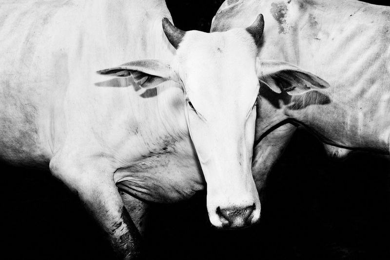 © Nicolas Janowski - Image from the The Liquid Serpent photography project