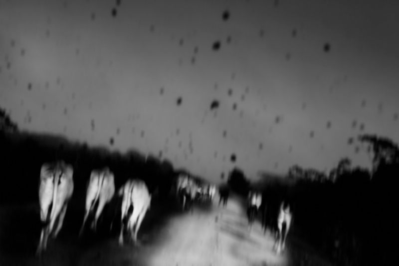 © Nicolas Janowski - Image from the The Liquid Serpent photography project