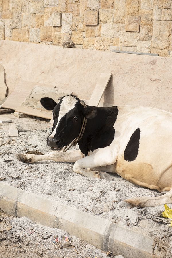 © Niké Dolman - Bovine beige, 2019