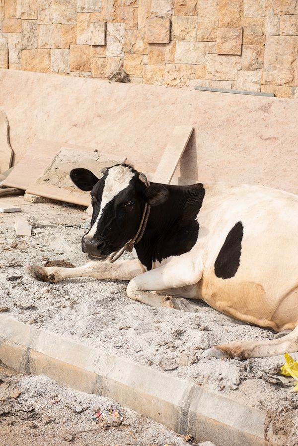 © Niké Dolman - Bovine beige, 2019