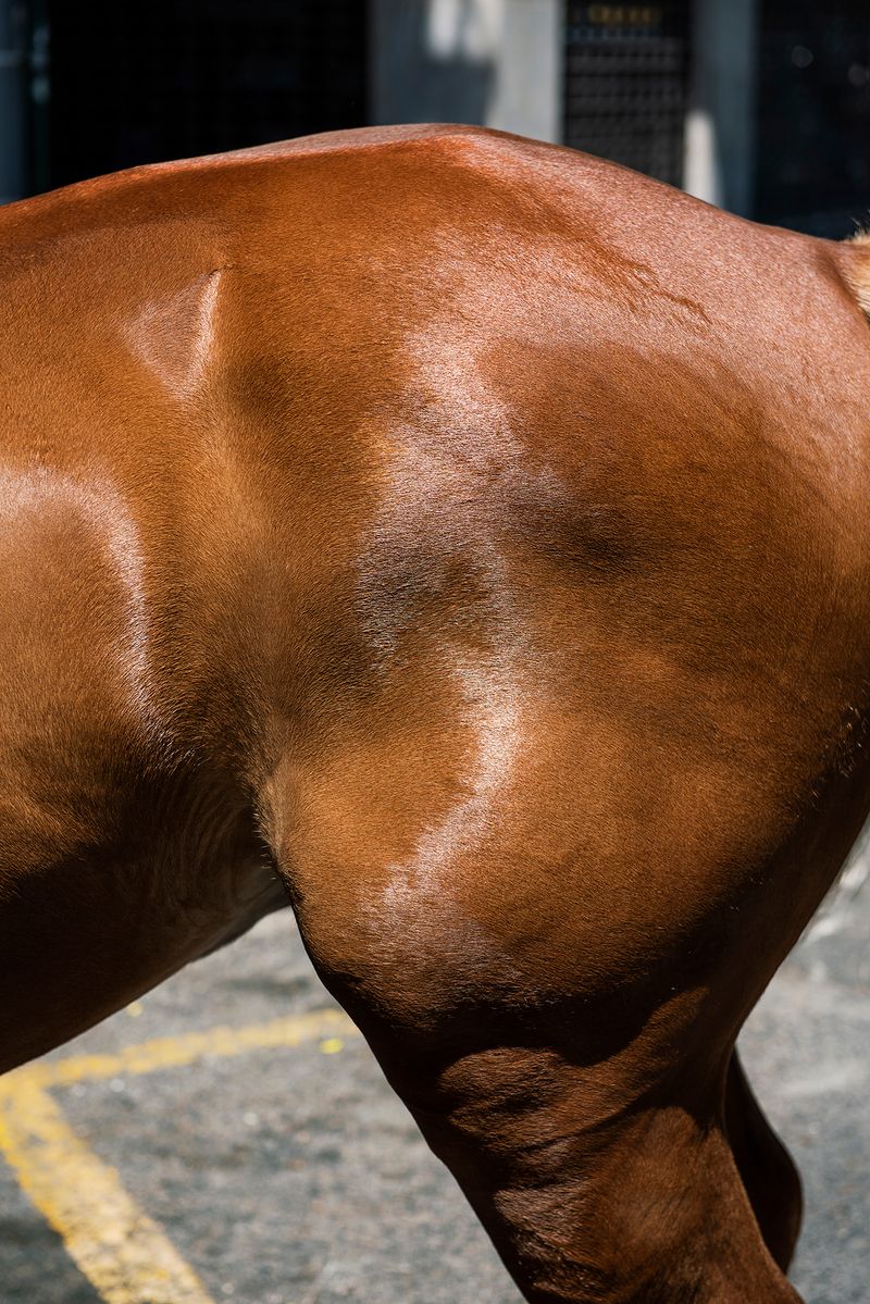© Niké Dolman - A horse shimmers, 2019