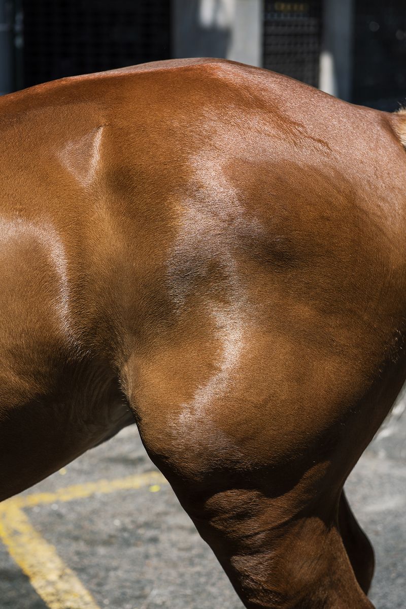 © Niké Dolman - A horse shimmers, 2019
