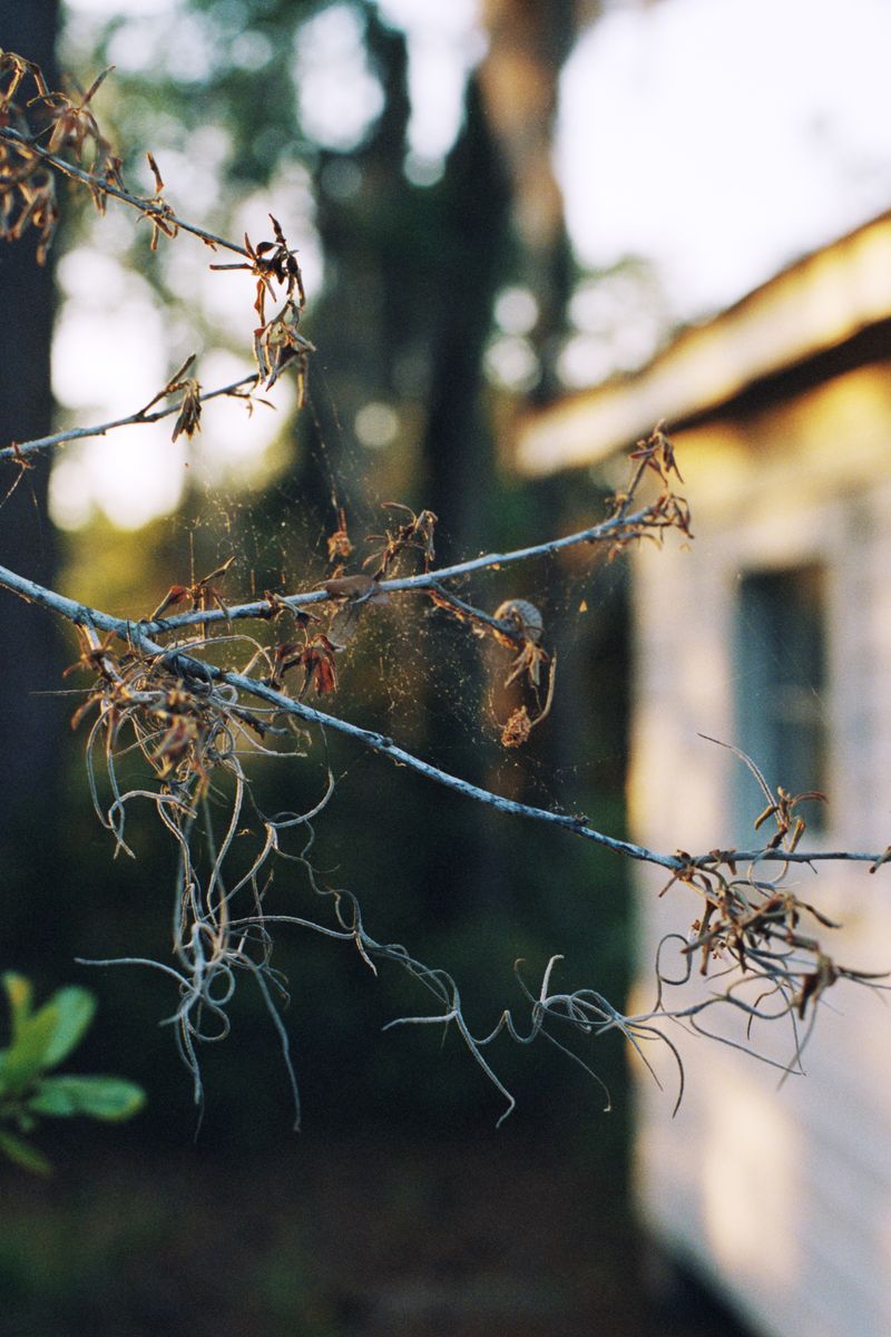 © Maximilian Thuemler - Praise House, St. Helena Island, South Carolina, 2021
