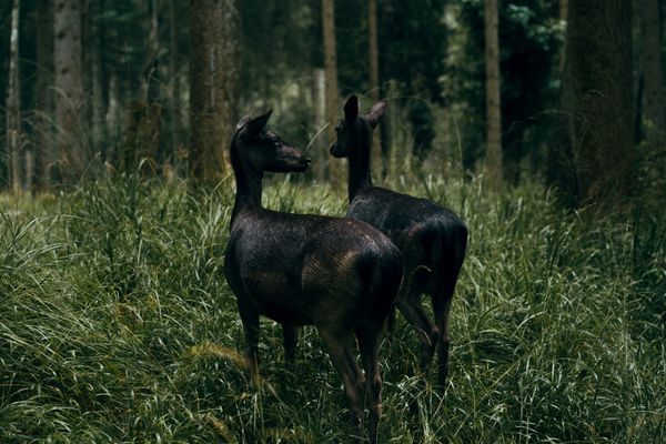 © Nadja Ellinger - Brüderchen