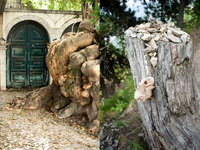 © Gloria Oyarzabal - WALDEN #16