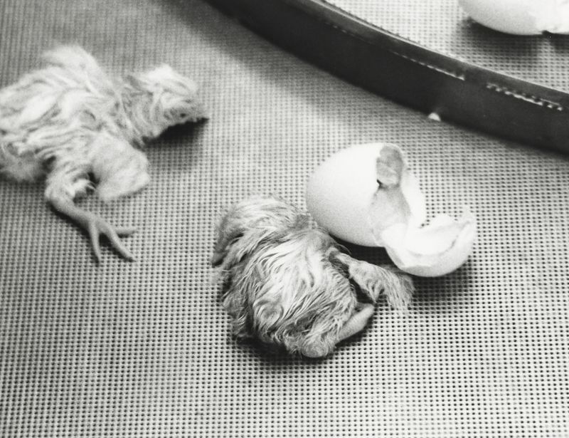 © Cemre Yeşil - Image from the I Want to Always Be with You by Cemre Yeşil Gönenli photography project