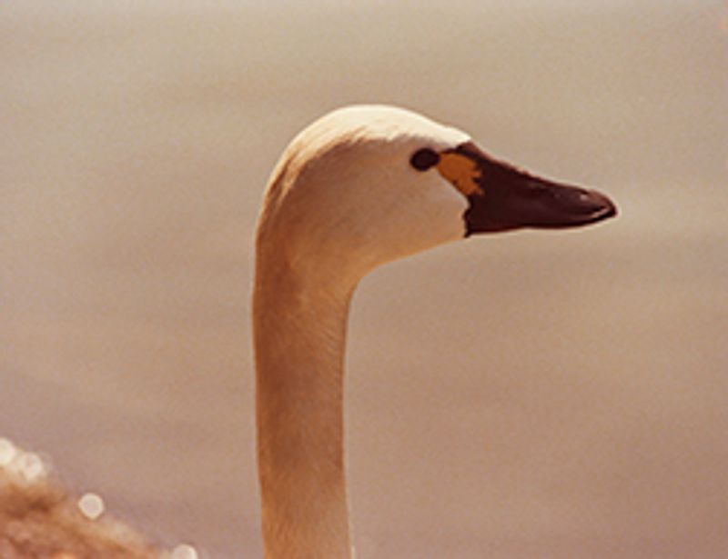 © Cemre Yeşil - Image from the I Want to Always Be with You by Cemre Yeşil Gönenli photography project