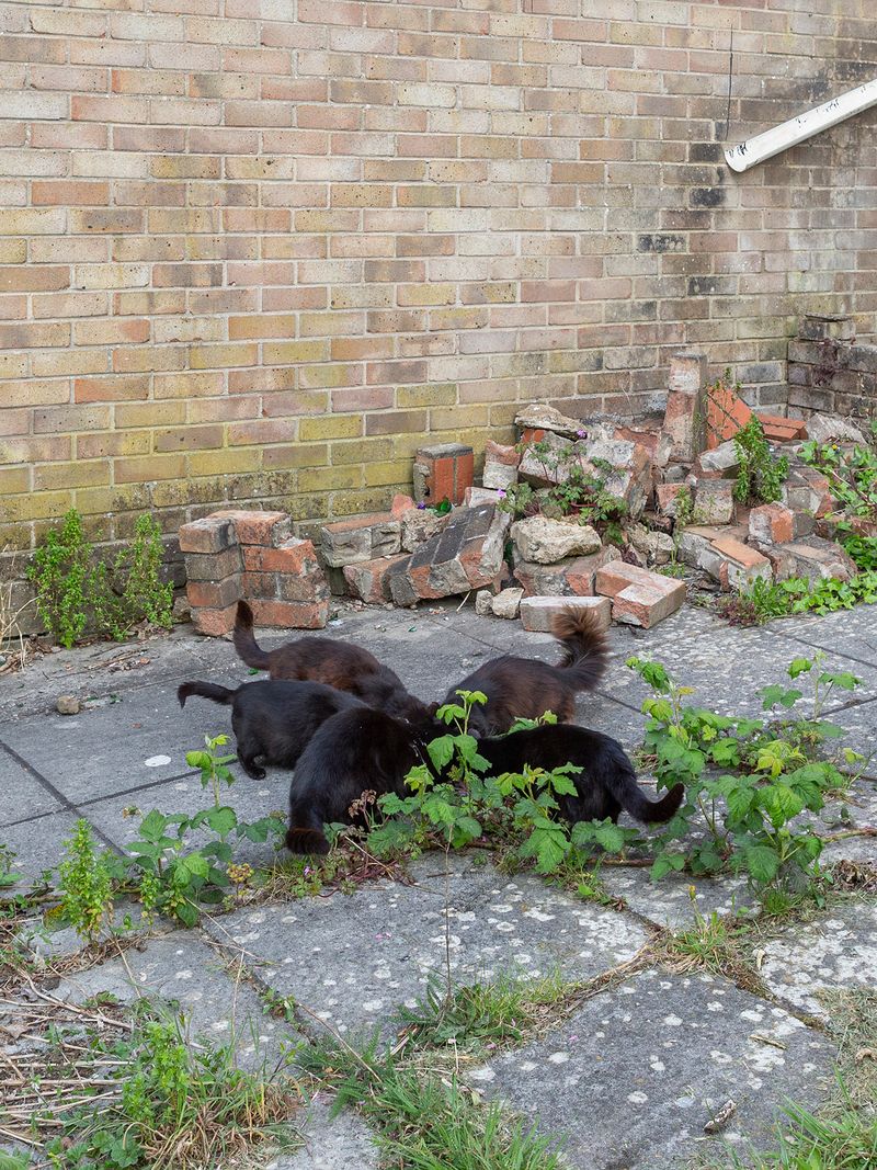 © Sari Soininen - Image from the The Black Cat Kingdom photography project