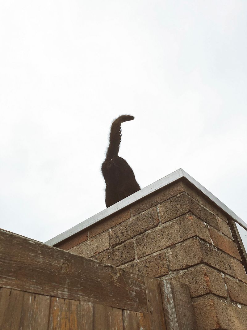 © Sari Soininen - Image from the The Black Cat Kingdom photography project