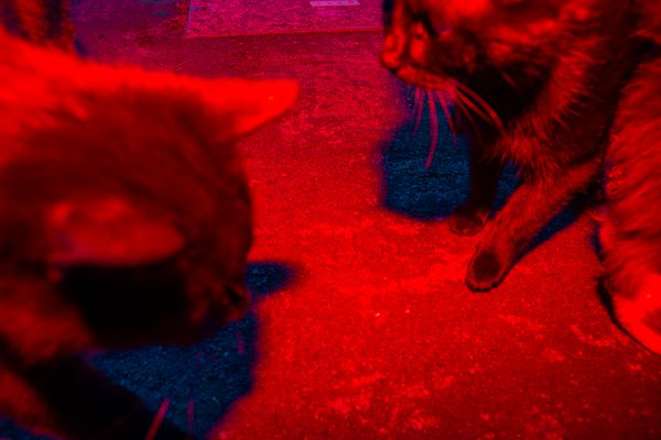 © Sari Soininen - Image from the The Black Cat Kingdom photography project