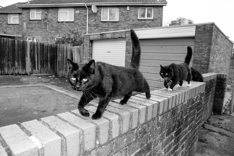 © Sari Soininen - Image from the The Black Cat Kingdom photography project