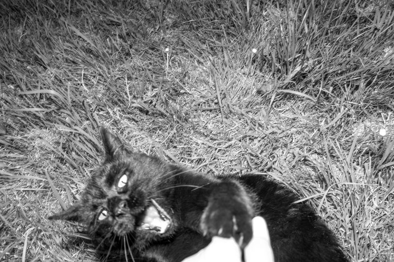 © Sari Soininen - Image from the The Black Cat Kingdom photography project