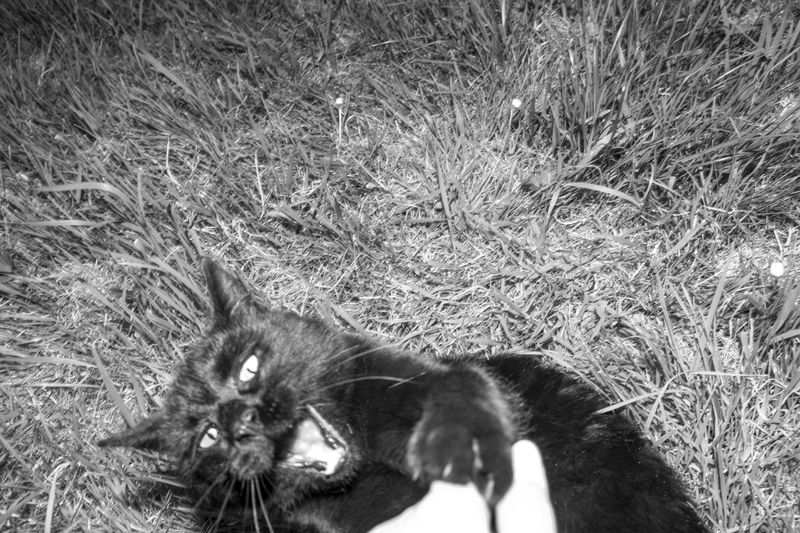 © Sari Soininen - Image from the The Black Cat Kingdom photography project
