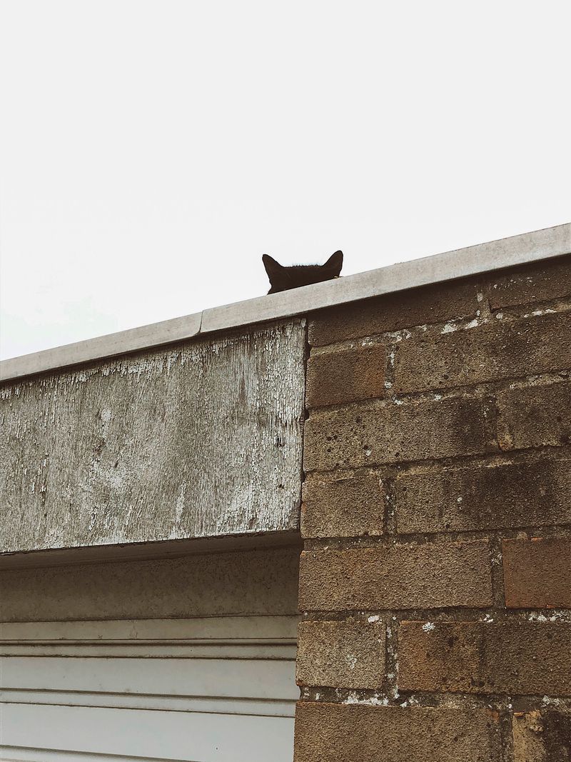 © Sari Soininen - Image from the The Black Cat Kingdom photography project