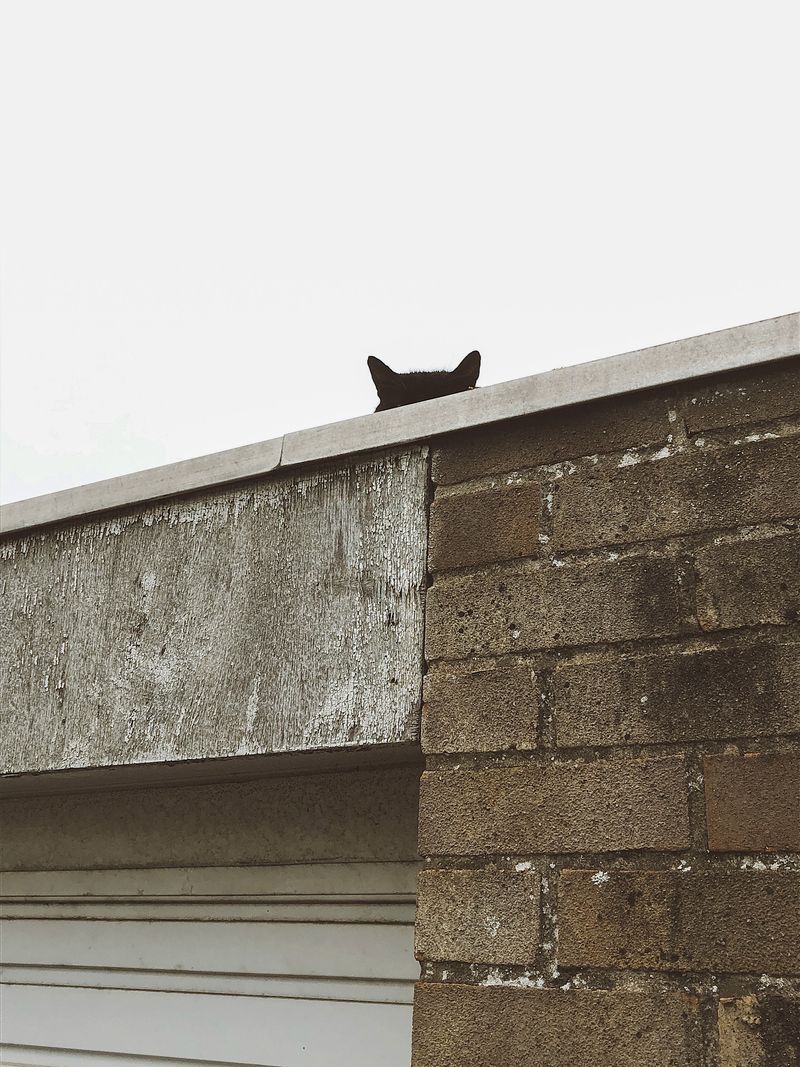 © Sari Soininen - Image from the The Black Cat Kingdom photography project