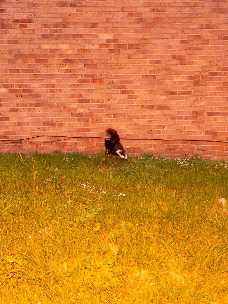 © Sari Soininen - Image from the The Black Cat Kingdom photography project