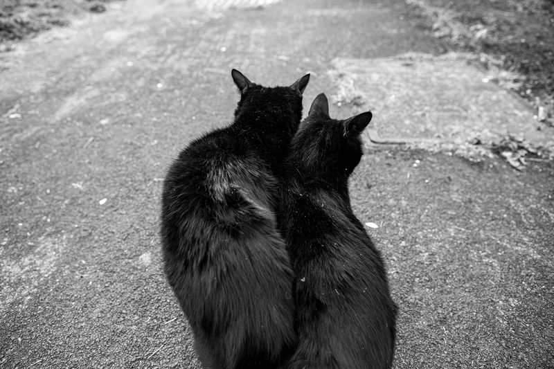 © Sari Soininen - Image from the The Black Cat Kingdom photography project