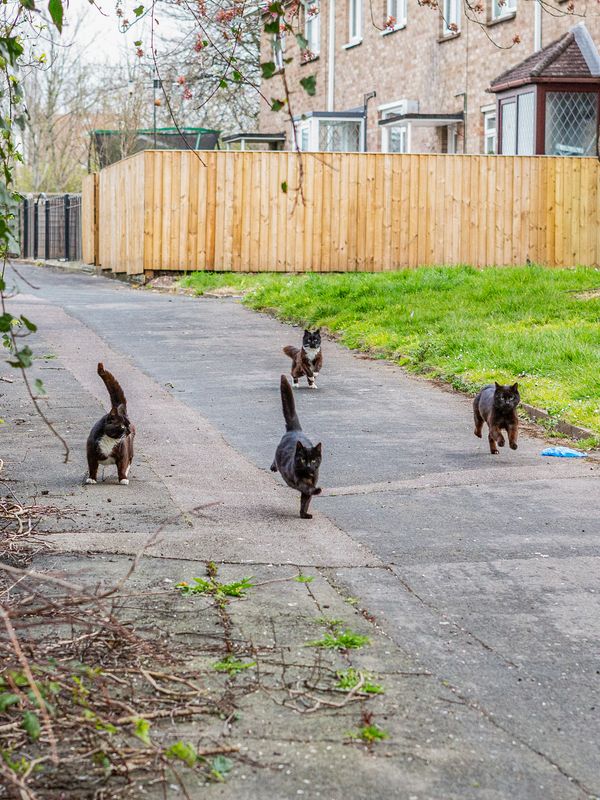 © Sari Soininen - Image from the The Black Cat Kingdom photography project