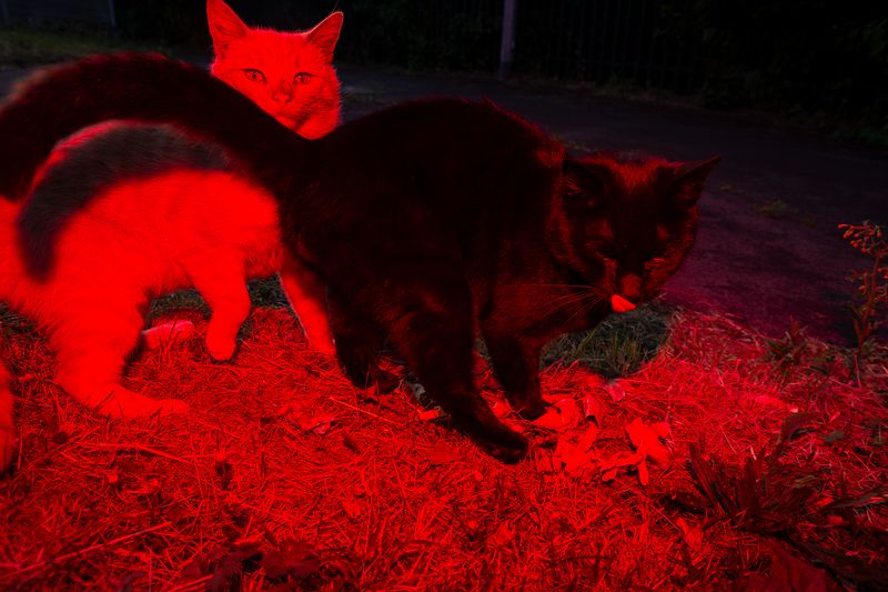 © Sari Soininen - Image from the The Black Cat Kingdom photography project