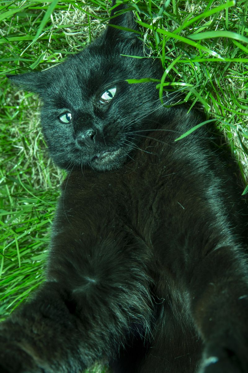 © Sari Soininen - Image from the The Black Cat Kingdom photography project