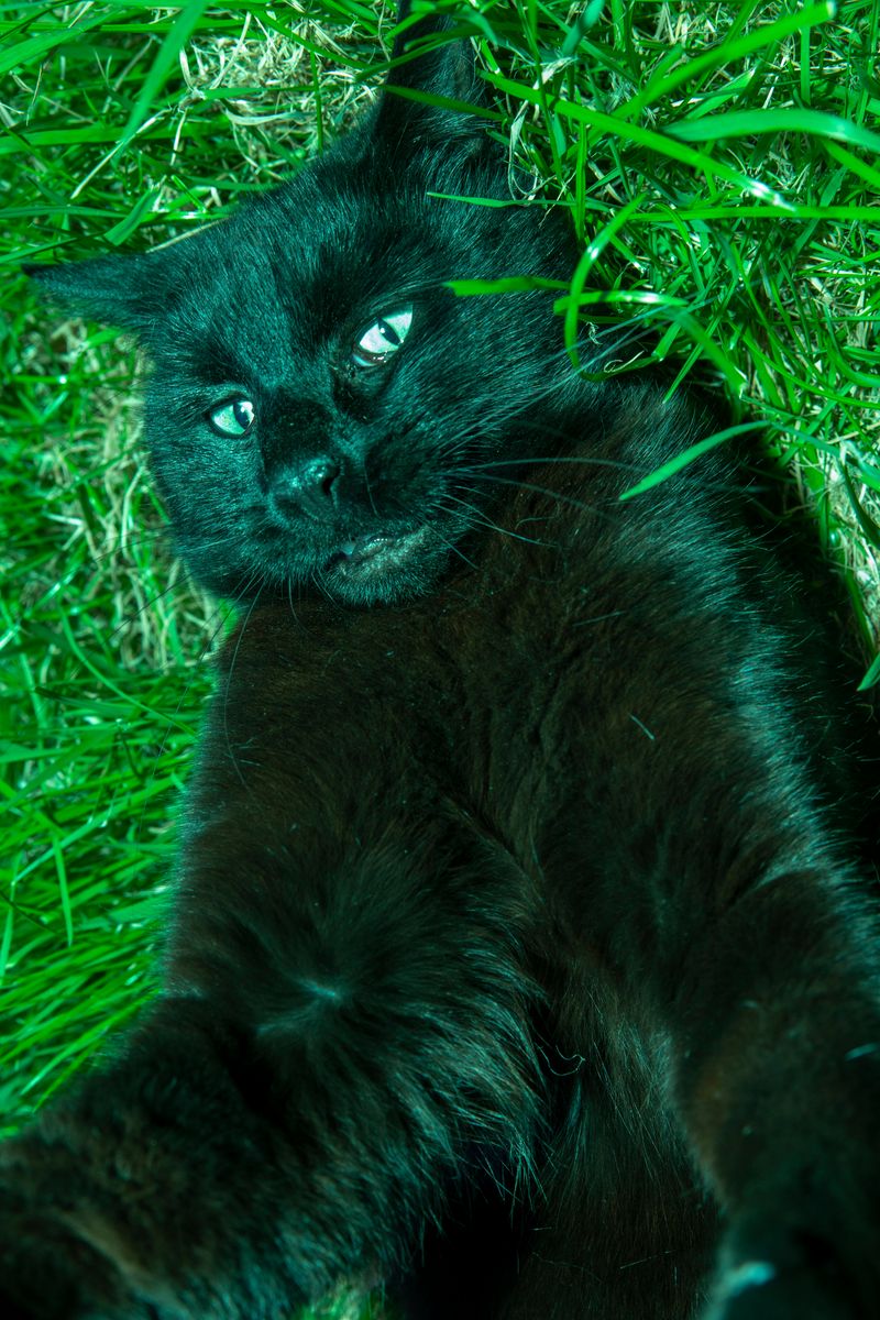 © Sari Soininen - Image from the The Black Cat Kingdom photography project