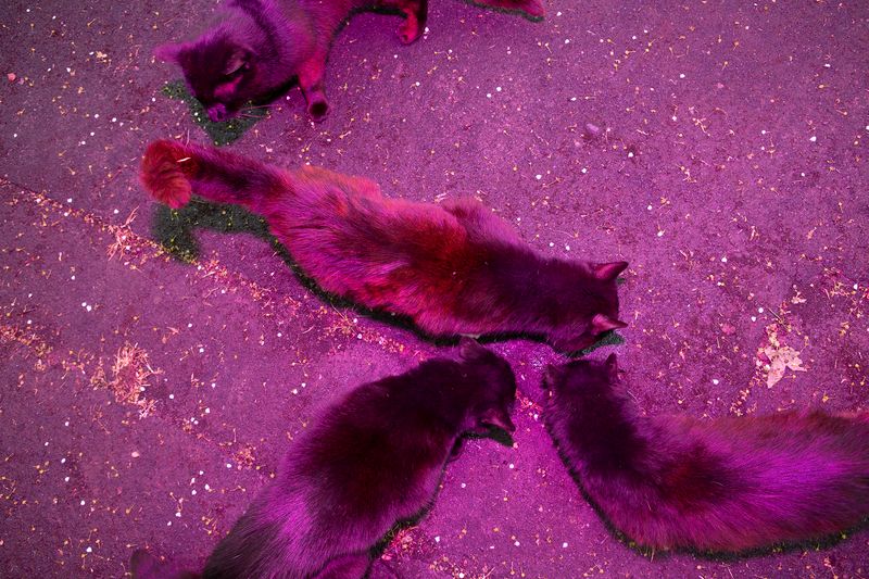 © Sari Soininen - Image from the The Black Cat Kingdom photography project