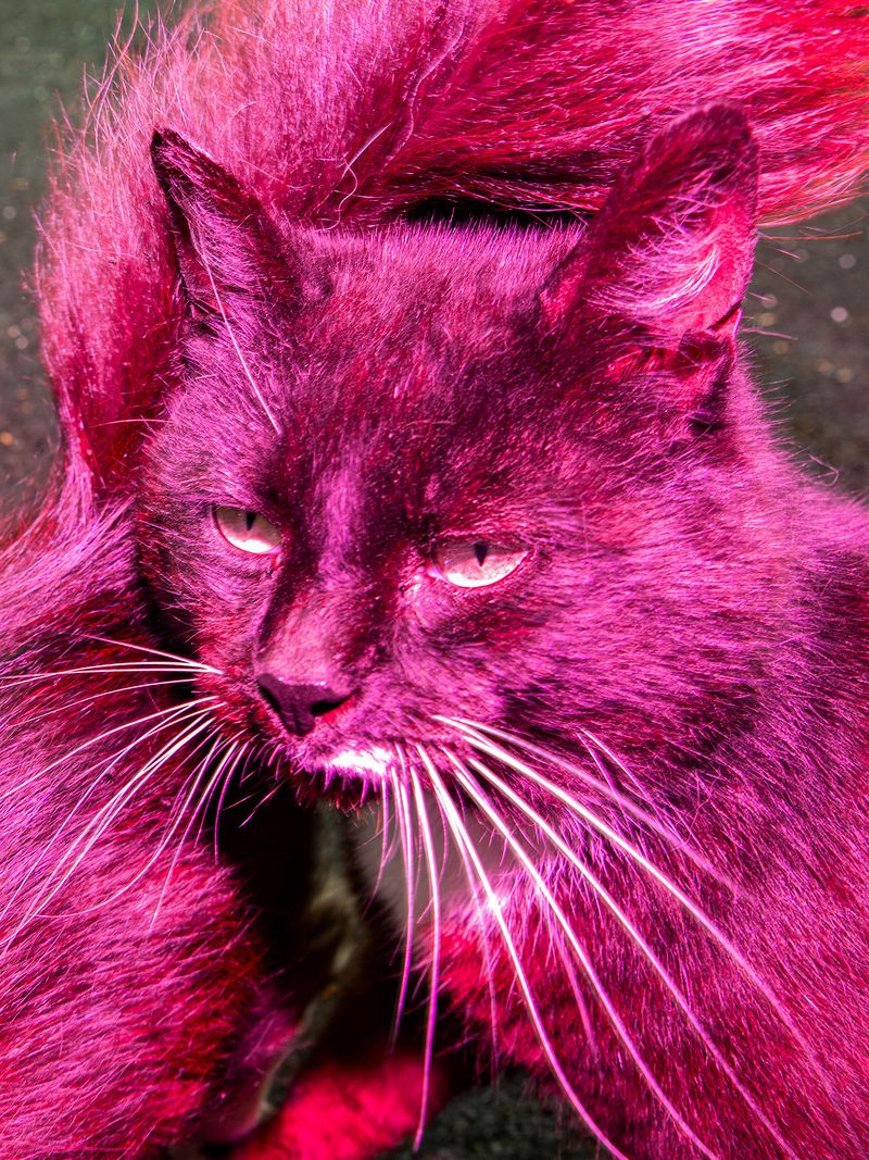 © Sari Soininen - Image from the The Black Cat Kingdom photography project