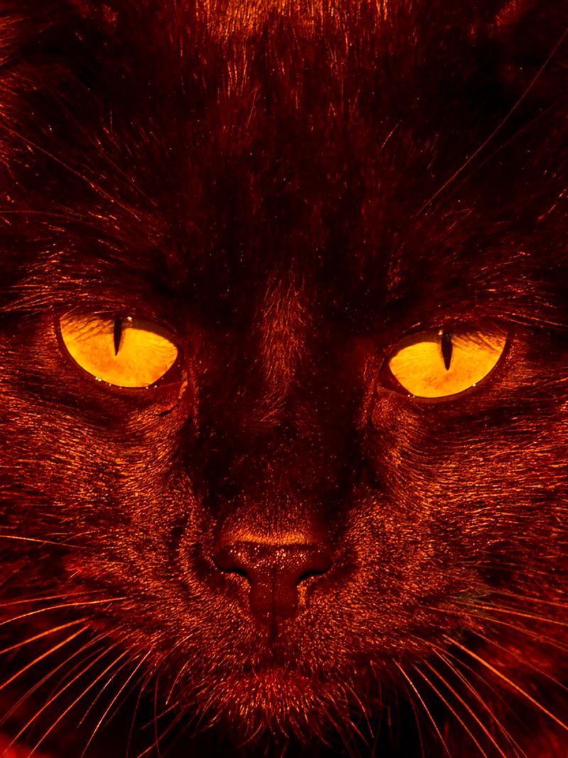 © Sari Soininen - Image from the The Black Cat Kingdom photography project