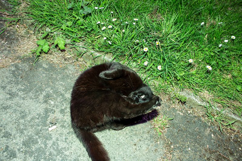 © Sari Soininen - Image from the The Black Cat Kingdom photography project