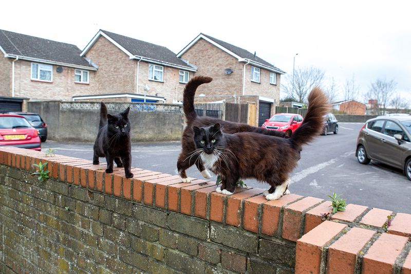 © Sari Soininen - Image from the The Black Cat Kingdom photography project