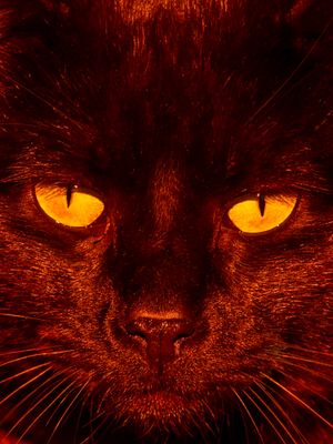 The Black Cat Kingdom