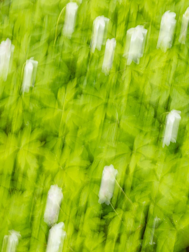 © Sari Soininen - Image from the Shallow Waters, Misty Waves photography project