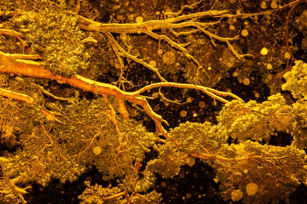 © Sari Soininen - Image from the Shallow Waters, Misty Waves photography project