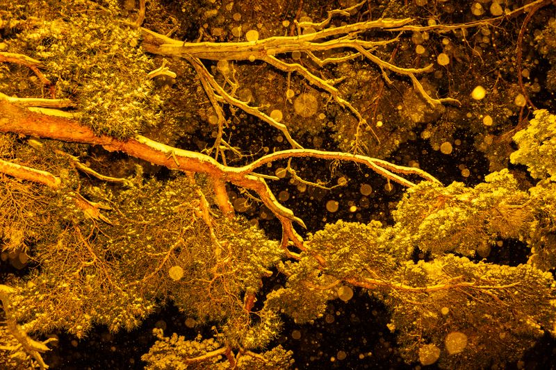 © Sari Soininen - Image from the Shallow Waters, Misty Waves photography project