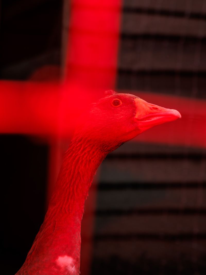 © Sari Soininen - Image from the Shallow Waters, Misty Waves photography project